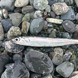 カタクチイワシ