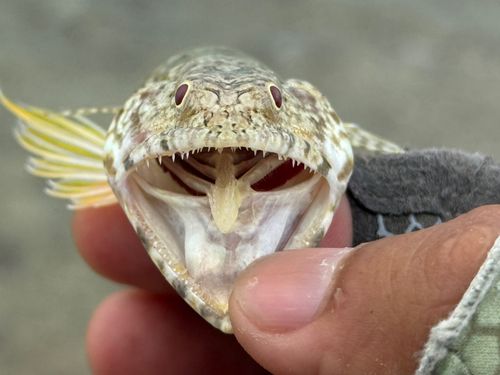 ミナミアカエソの釣果