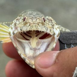 ミナミアカエソ