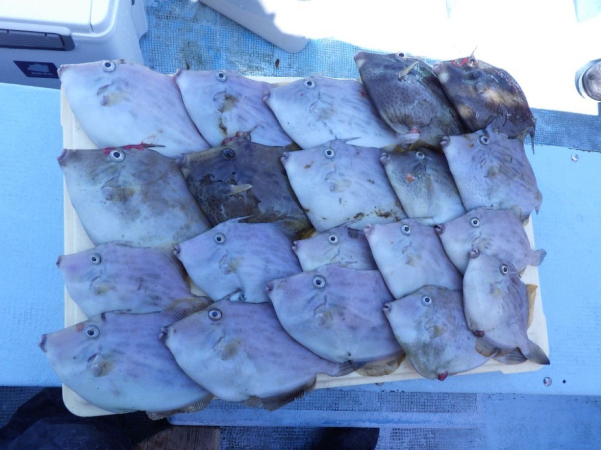 石川釣船@船長さんの釣果 2枚目の画像