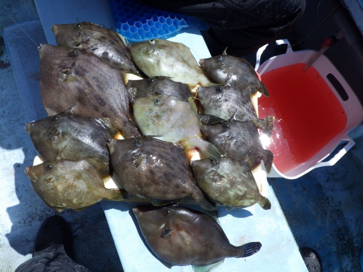 石川釣船@船長さんの釣果 3枚目の画像