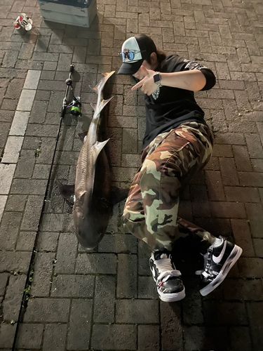 ドチザメの釣果