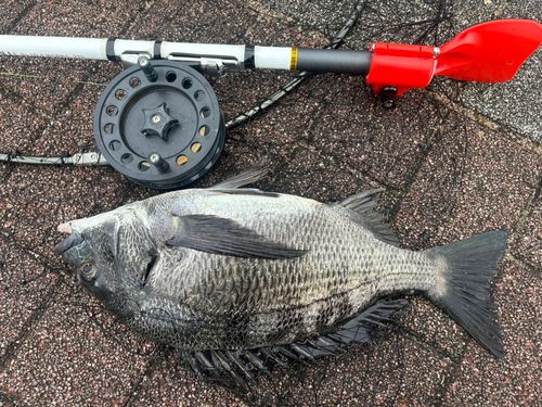 クロダイの釣果