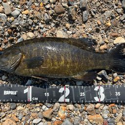 スモールマウスバス