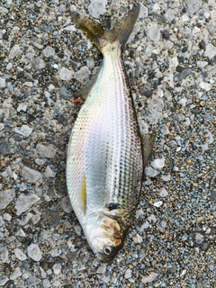 コノシロの釣果