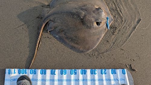アカエイの釣果