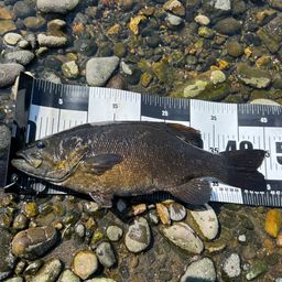 スモールマウスバス