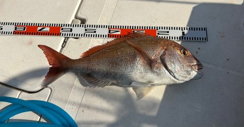 マダイの釣果