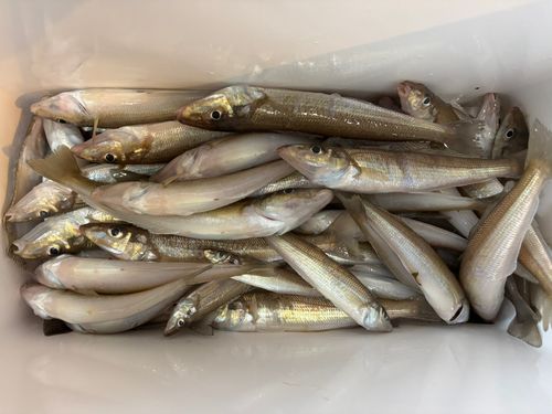 シロギスの釣果