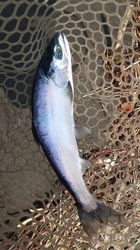 サクラマスの釣果