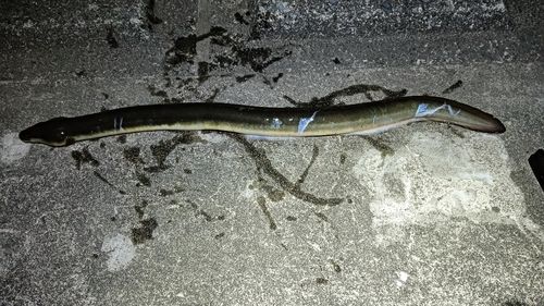 ウナギの釣果