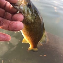 スモールマウスバス