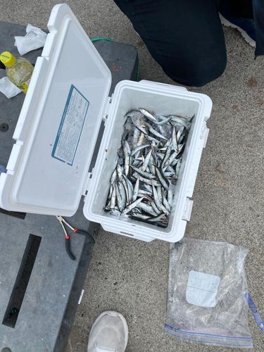 サバの釣果
