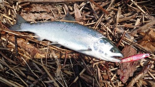 サクラマスの釣果