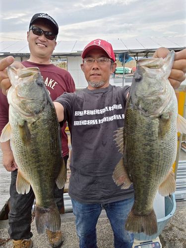 ブラックバスの釣果