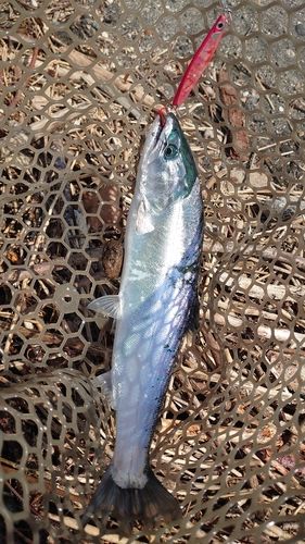 サクラマスの釣果