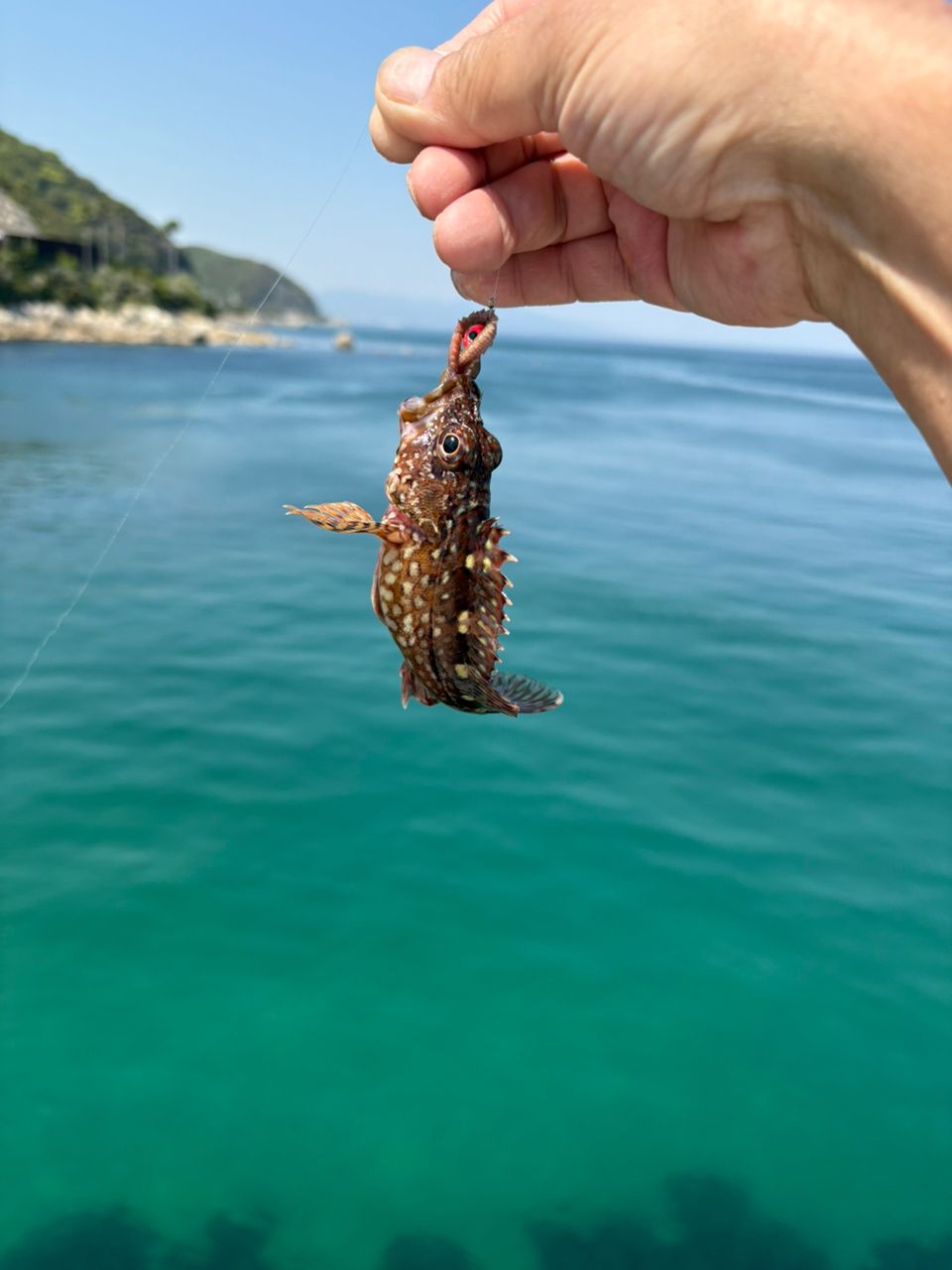 カサゴ