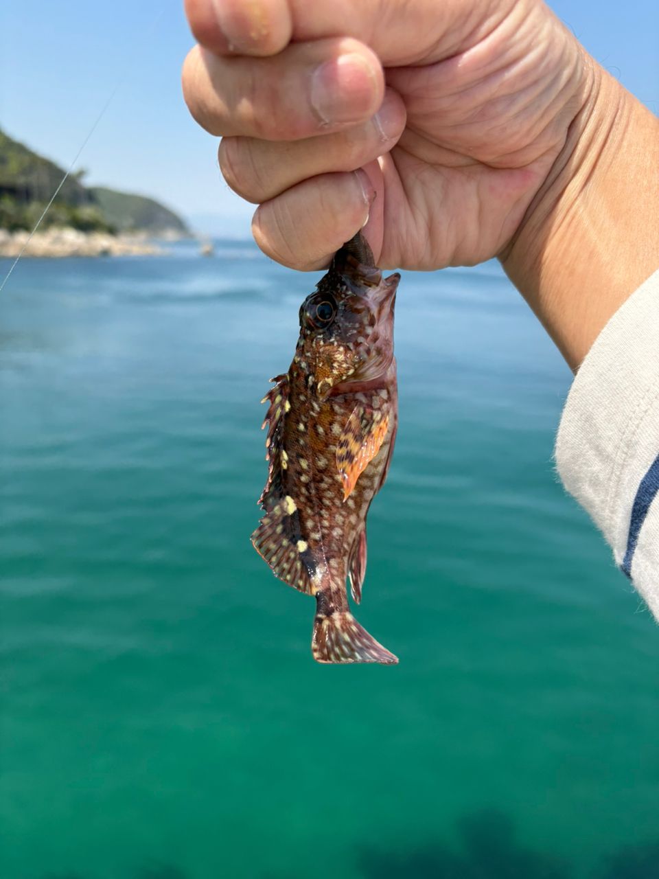 カサゴ