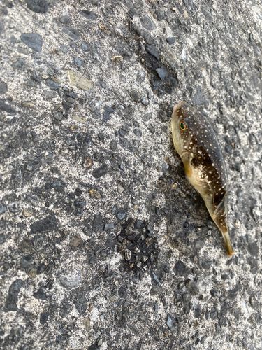 アカエイの釣果