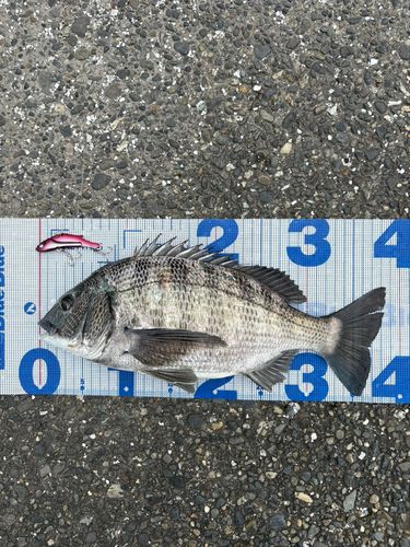 チヌの釣果