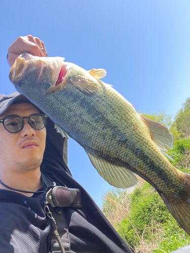 ブラックバスの釣果