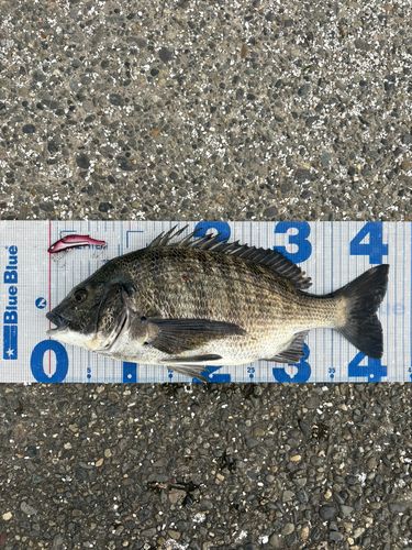チヌの釣果