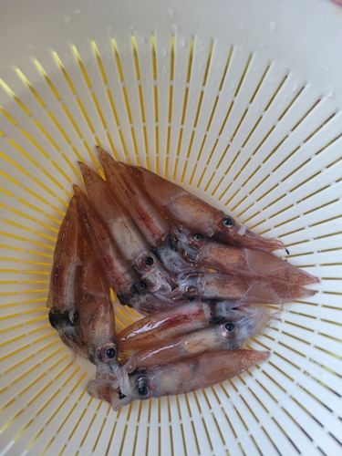 ホタルイカの釣果