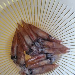 ホタルイカ