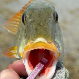 ムネアカクチビ