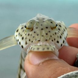 オグロトラギス