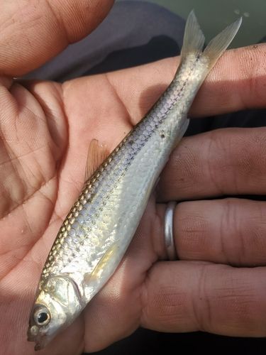 ホンモロコの釣果