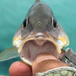 ニセクロホシフエダイ