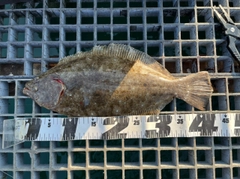 ヒラメの釣果