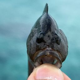 ガンテンメギス