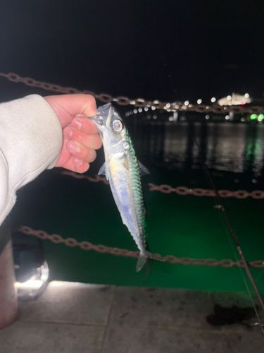 サバの釣果