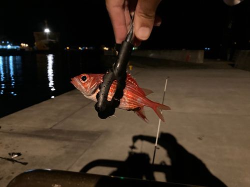 テリエビスの釣果