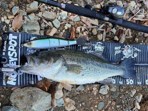 ブラックバスの釣果