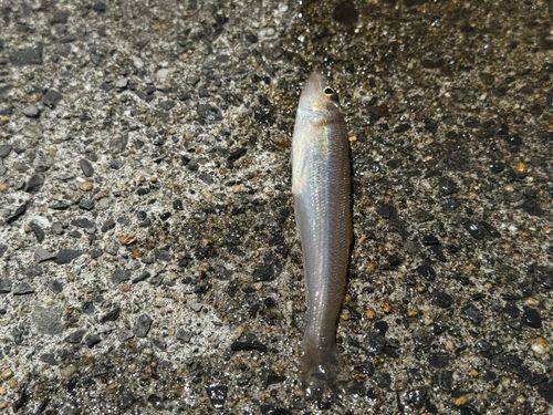 キスの釣果