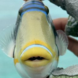 ムラサメモンガラ