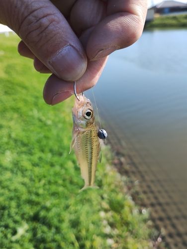 釣果