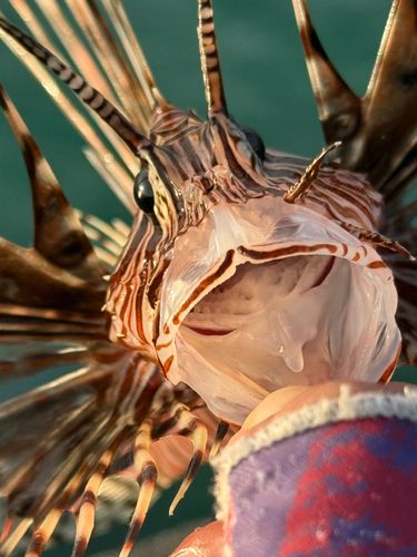 ハナミノカサゴの釣果