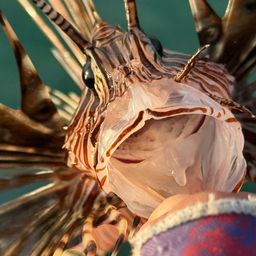 ハナミノカサゴ