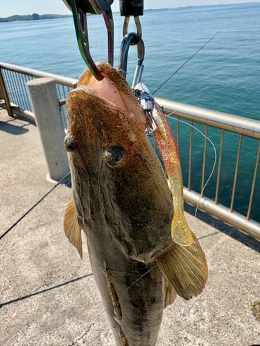マゴチの釣果