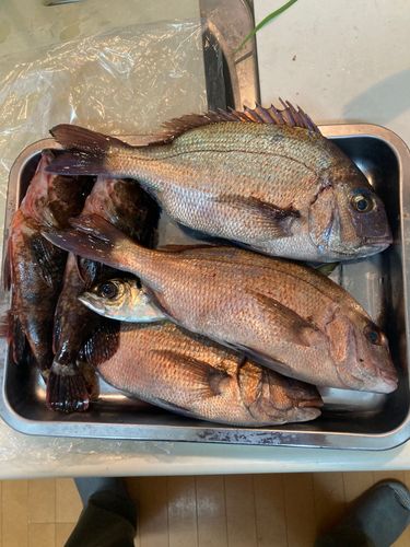 マダイの釣果
