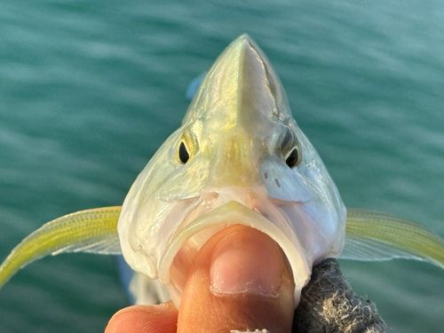 カスミアジの釣果