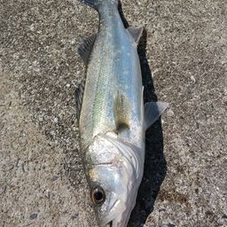 セイゴ（マルスズキ）