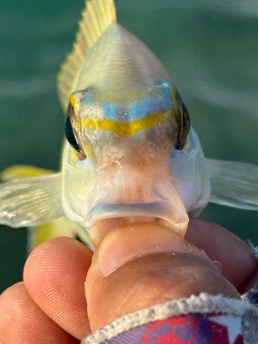 ヒトスジタマガシラの釣果