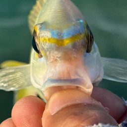ヒトスジタマガシラ