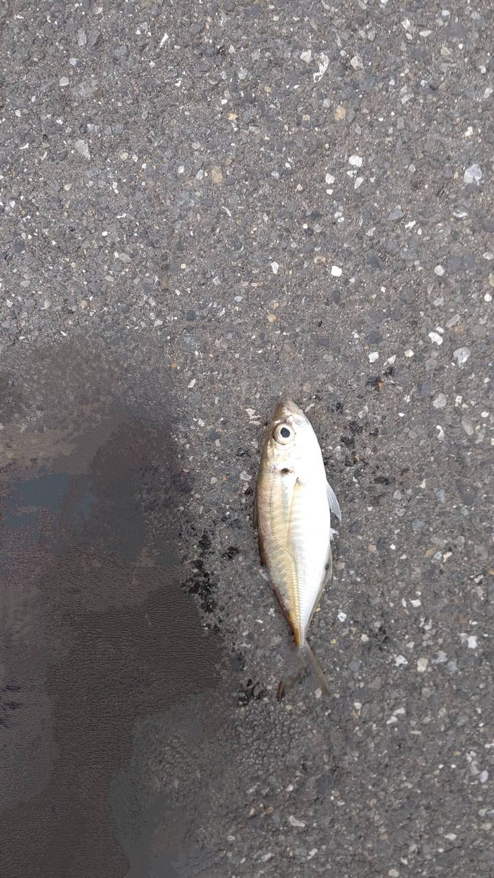 アジ