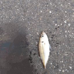 アジ